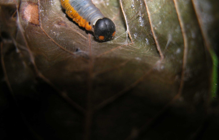 Fig. 3  Larva <i>Autochton</i> Burns01DHJ04 ultimo estadío vista frontal.Voucher:  03-SRNP-21425-DHJ90980.jpg