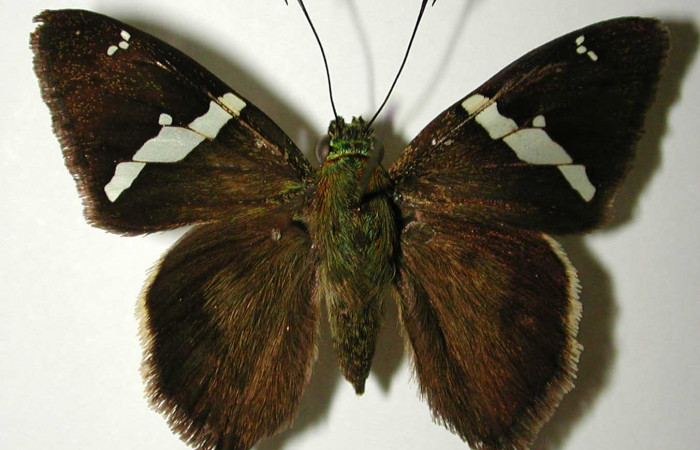  Fig. 6 Adulto de <i>Autochton</i> Burns01DHJ04 mostrando la parte dorsal , hembra. Voucher:  01-SRNP-1165-DHJ32436.jpg