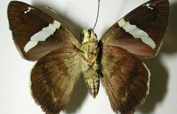 Fig. 9 Adulto de <i>Autochton</i> Burns01DHJ04  mostrando la parte ventral , macho. Voucher: 01-SRNP-1371-DHJ32441.jpg