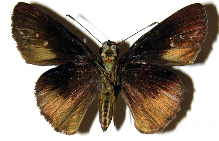 Fig.11 Adulto de <i>Cynea anthracinus</i> mostrando la parte ventral,  hembra, Voucher: 05-SRNP-30591-DHJ302947.jpg