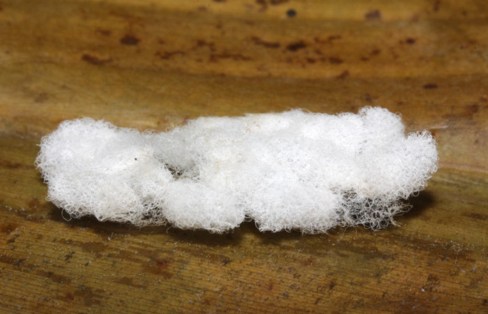 Fig.14 15-SRNP-32455-DHJ729151.jpg Capullos de Braconidae  parasitos de <i>Cynea anthracinus</i> Voucher: 15-SRNP-32455-DHJ729150.jpg