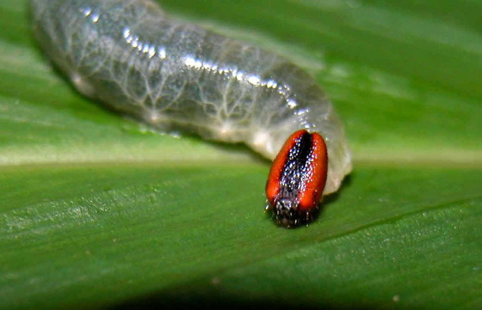 Fig.1  Larva <i>Cynea anthracinus</i> último estadío  vista dorsal, y cabeza. Voucher: 04-SRNP-55343-DHJ402013. jpg