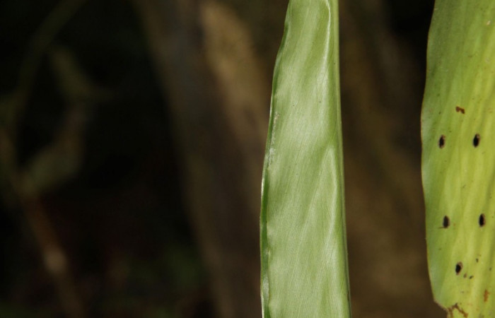 Fig.2  Casita de <i>Cynea megalops</i> en los primeros estadios. Voucher:-16-SRNP-30129-DHJ729175.jpg