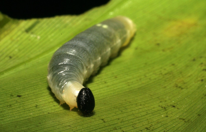 Fig. 3  Larva en los primeros estadios mostrando la cabeza. <i>Cynea anthracinus</i>  vista dorsal Voucher: 05-SRNP-33016-DHJ405152.jpg
