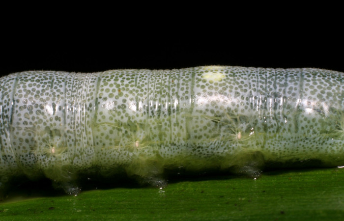 Fig. 5 Larva de  <i>Cynea anthracinus</i> penultimo estadío ,mostrando estructura del cuerpo. Voucher: 06-SRNP-30367-DHJ409898.jpg
