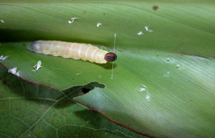 Fig.6  Larva <i>Cynea anthracinus</i> formando casita penúltimo estadío vista lateral, Voucher:04-SRNP-42315-DHJ401713. jpg