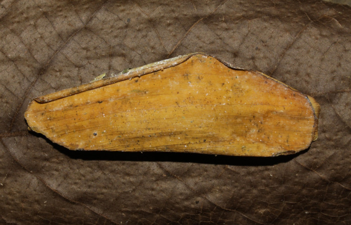  Fig. 7   Capullo de pupa <i>Cynea anthracinus</i>.  Voucher: 16-SRNP-30298-DHJ729405.jpg