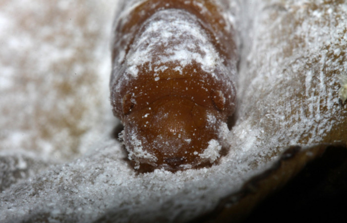  Fig. 9   Pupa <i>Cynea anthracinus</i> vista frontal. Voucher: 16-SRNP-30298-DHJ729411.jpg
