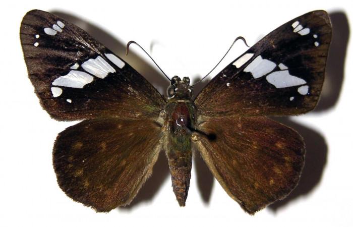 Fig.12 Adulto de <i>Celaenorrhinus</i> Burns01 mostrando la parte dorsal , Hembra, Voucher. 04-SRNP-30592-DHJ99284.jpg