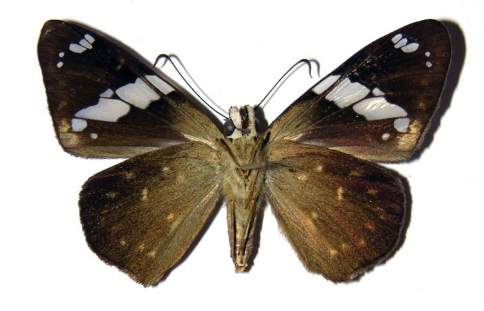 Fig.13 Adulto de <i>Celaenorrhinus</i> Burns01 mostrando la parte ventral ,Hembra.  Voucher: 04-SRNP-30592-DHJ99285.jpg