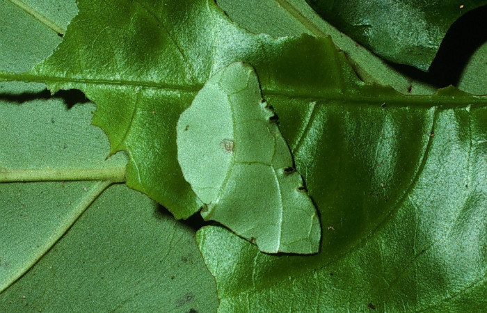 Fig. 2 Larva de  <i>Celaenorrhinus</i> Burns01 tercer estadío ,mostrando forma de casita  en Voucher: 03-SRNP-7574-DHJ74920.jpg