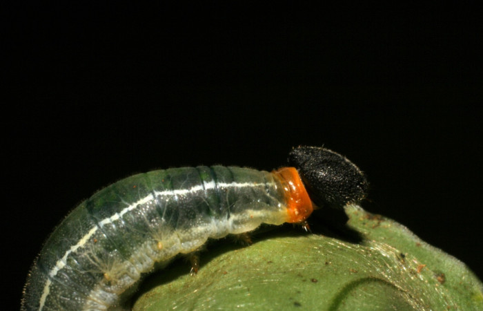 Fig.5  Larva de <i>Celaenorrhinus</i> Burns01 último estadío vista lateral, mostrando color del cuello  Voucher:05-SRNP-43061-DHJ407759jpg