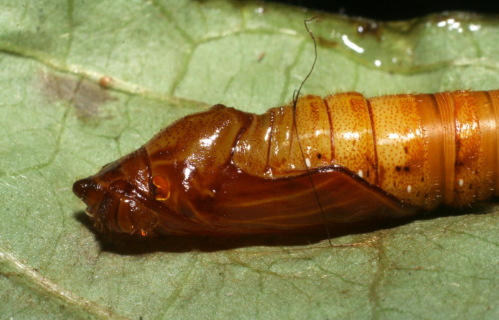 Fig. 8  Pupa de <i>Celaenorrhinus</i> Burns01 mostrando la parte lateral, capsula de pupa Voucher: 08-SRNP-72595-DHJ447376.JPG.jpg