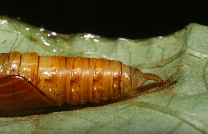 Fig. 9  Pupa de <i>Celaenorrhinus</i> Burns01 mostrando la parte lateral mostrando segmentos del abdomen  Voucher: 08-SRNP-72595-DHJ447377.jpg