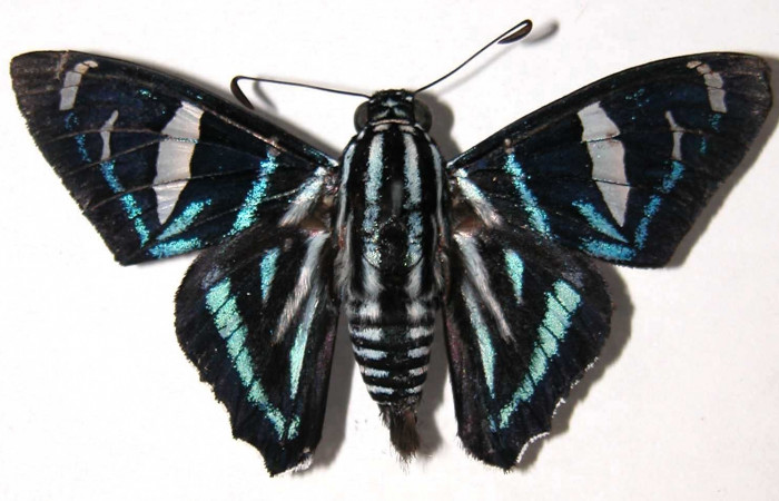 Fig.10 Adulto de <i>Jemadia suekentonmiller</i>  mostrando la parte dorsal ,  macho Voucher: 01-SRNP-9029-DHJ37272.jpg