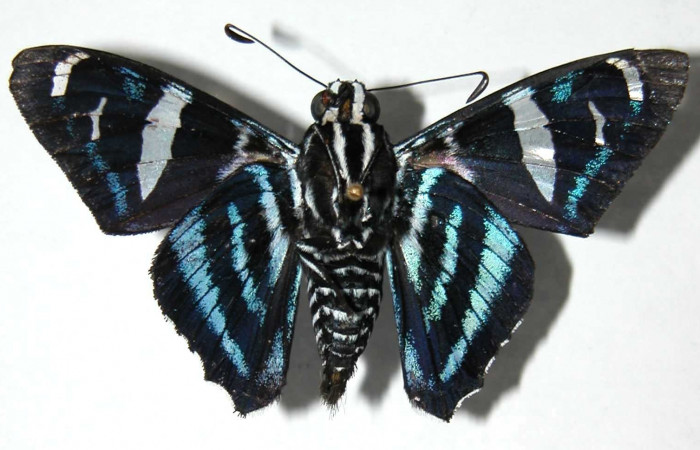 Fig.11 Adulto de <i>Jemadia suekentonmiller</i>  mostrando la parte ventral,  macho, Voucher: 01-.jSRNP-9029-DHJ37273.pg