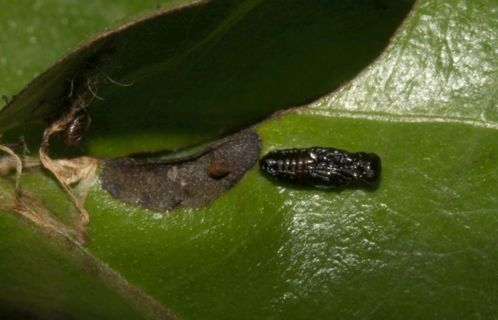 Fig.15  Capullo de <i>Ogmoelachertus</i>  Janzen13 (Eulophidae) de <i>Jemadia suekentonmiller</i>  Voucher: 15-SRNP-32333-DHJ729088.jpg