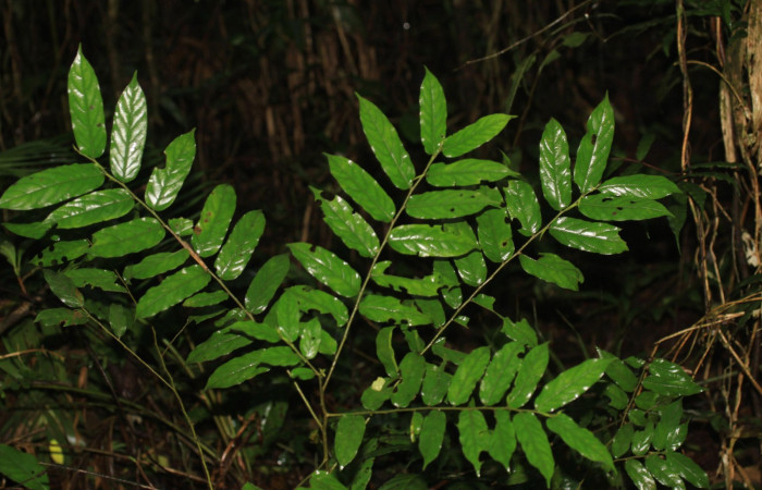 Muestra follaje de <i>Casearia arborea</i> en Estación Pitilla hospedero de <i>Jemadia suekentonmiller</i>  