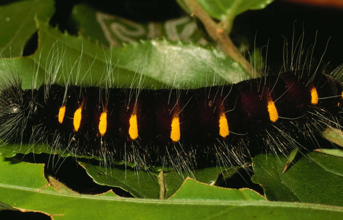 Fig.1  Larva de <i>Jemadia suekentonmiller</i>  ultimo estadío,  vista lateral, mostrando patrón de rayas  Voucher: 01-SRNP-9029-DHJ58462.jpg