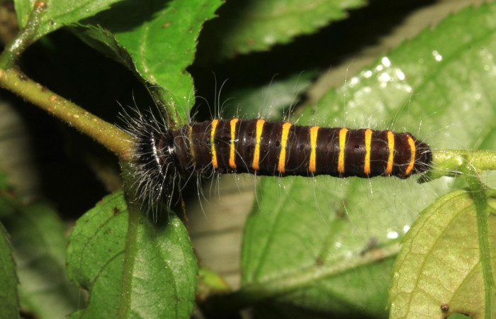 Fig.4  Larva de <i>Jemadia suekentonmiller</i>  penultimo estadío  vista dorsal, mostrando cuerpo entero y forma anillos  Voucher: 15-SRNP-31206-DHJ728162.jpg