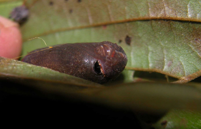 Fig. 6  Pupa <i>Epargyreus</i> Burns07  mostrando la estructura de la frontal .  Voucher: 03-SRNP-20653-DHJ91201.jpg