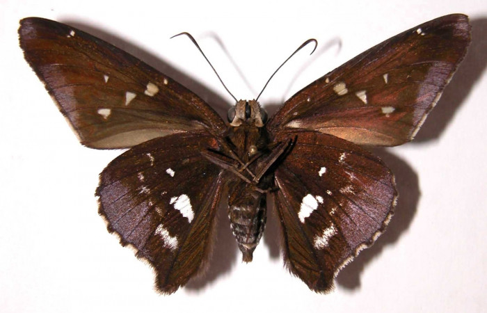 Fig.8 Adulto <i>Epargyreus</i> Burns07  mostrando parte ventral,  hembra, Voucher: 02-SRNP-16077-DHJ38143.jpg