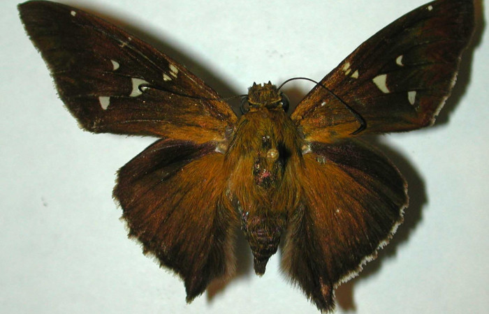 Fig.9 A Adulto <i>Epargyreus</i> Burns07  mostrando parte dorsal , macho, Voucher: 97-SRNP-1637-DHJ31705.jpg