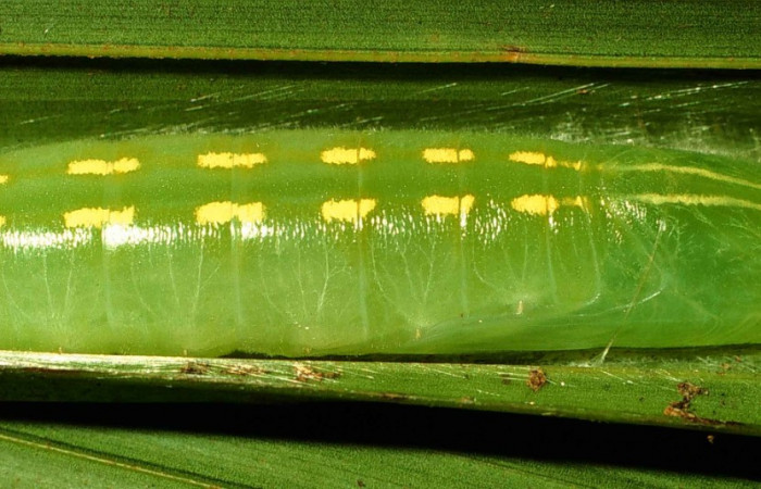 Fig.12  Pupa <i>Perichares prestoeaphaga</i> vista dorsal, mostrando forma de líneas segmentadas. Voucher: 00-SRNP-11749-DHJ54724.jpg