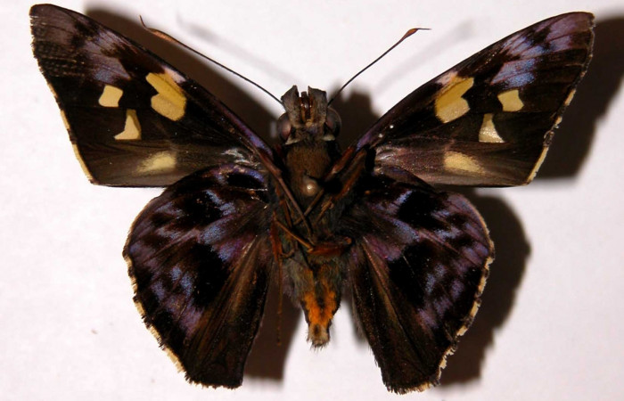 Fig.14 Adulto de <i>Perichares geonomaphaga</i> mostrando la parte ventral,  Macho, Voucher: 04-SRNP-30135-DHJ39667.jpg