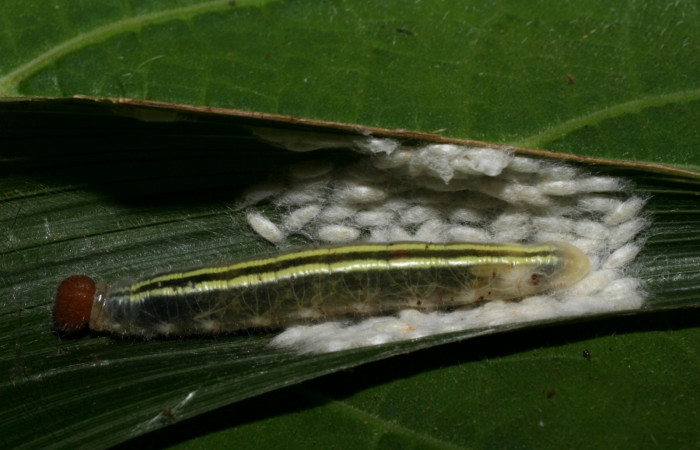 Fig.18 Capullos de  <i>Apanteles andreacalvoae</i>DHJ01 de <i>Perichares geonomaphaga</i> larva viva. Voucher: 08-SRNP-5281-DHJ453300.jpg