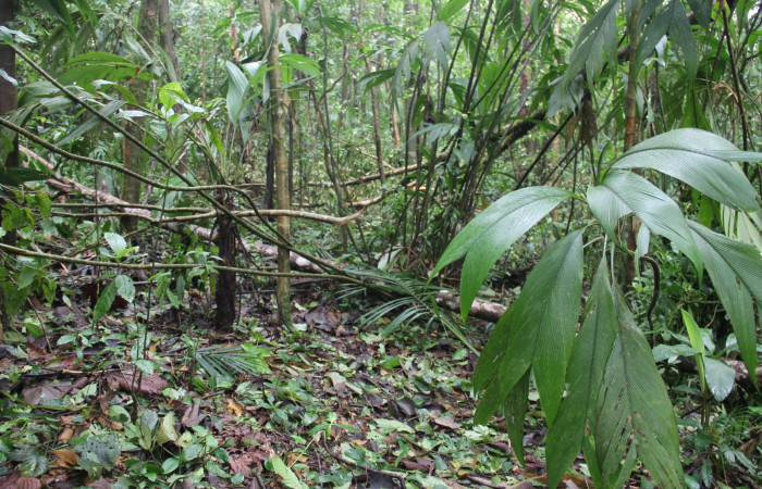 Fig.20 Habitát de  <i>Geonoma congesta</i> planta hospedera de <i>Perichares geonomaphaga</i>