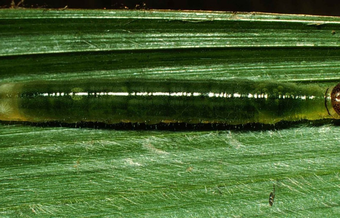 Fig.3  Larva <i>Perichares geonomaphaga</i>  tercer estadío vista dorsal.  Voucher: 00-SRNP-11385-DHJ54282.jpg