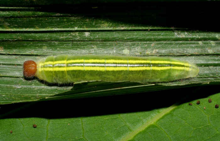 Fig. 4 Larva <i>Perichares geonomaphaga</i> último estadío vista dorsal.  Voucher: 06-SRNP-34133-DHJ425292.jpg