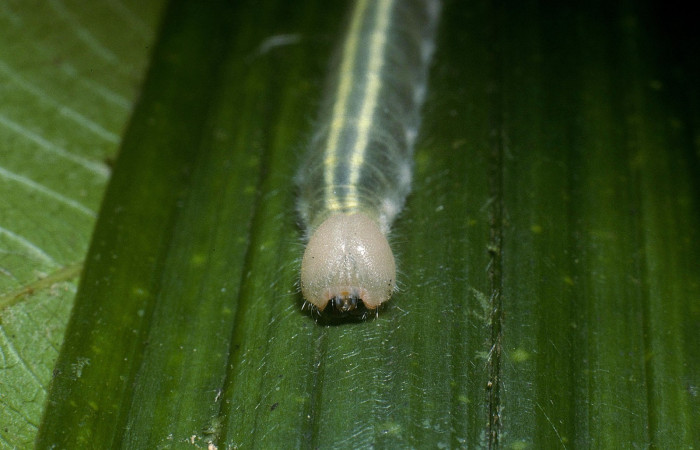 Fig.6  Larva <i>Perichares prestoeaphaga</i> último estadío cabeza frontal.  Voucher: 04-SRNP-33950-DHJ86608.jpg