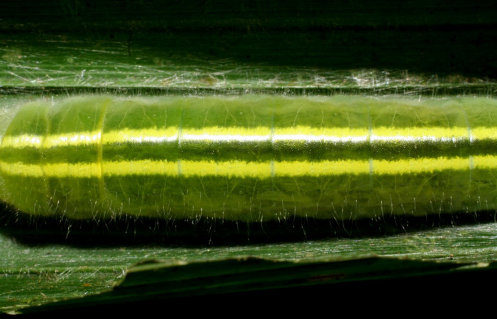 Fig.7  Larva <i>Perichares geonomaphaga</i> mostrando líneas de parte dorsal.  Voucher: 06-SRNP-34133-DHJ425293.jpg