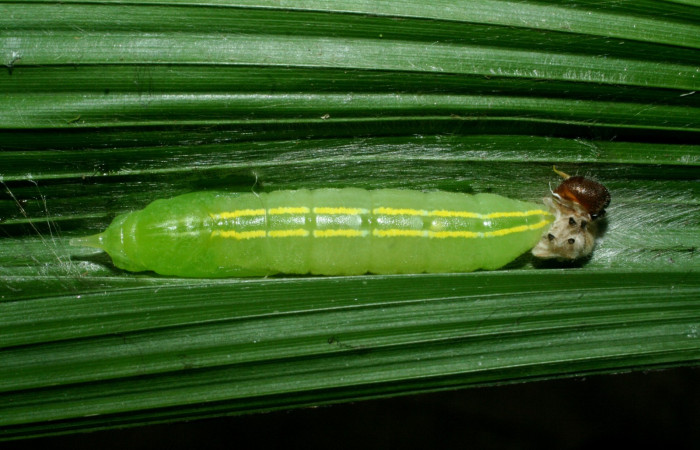 Fig.9  Pupa <i>Perichares geonomaphaga</i> mostrando la parte dorsal líneas dorsales.  Voucher: 09-SRNP-31945-DHJ455218.jpg