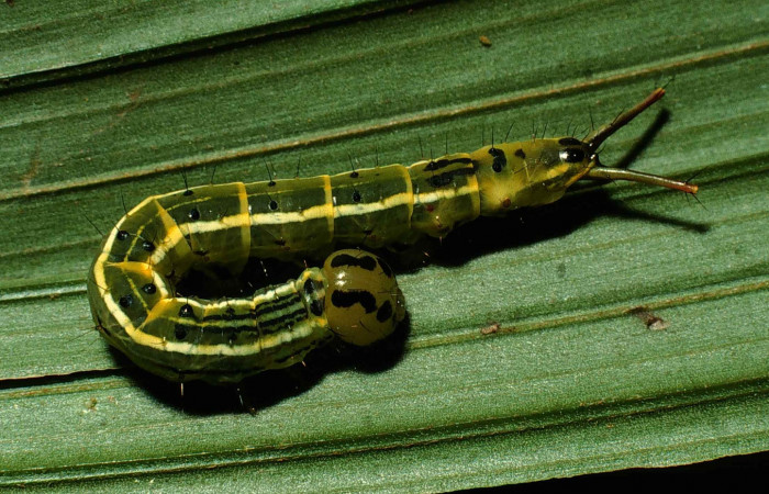 Fig. 1 Larva <i>Dottia viridifusca</i> dorsal entero, ultimo estadio. Tamaño 32 mm, Sector San Cristobal. Voucher 00-SRNP-12406-DHJ55352.jpg