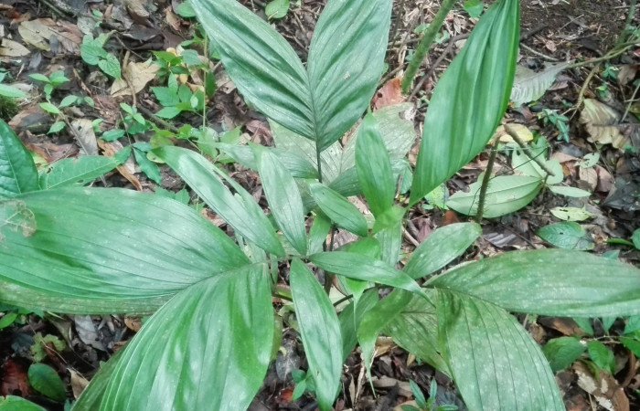 Fig. 3 Chamaedorea tepejilote: Planta hospedera de larva <i>Dottia viridifusca</i> Familia (Notodontidae), se localiza en Estación Llanura tiene un metro y medio aproximado de altura. Foto, Cirilo Umaña  Dominguez, 07/01/2020.
