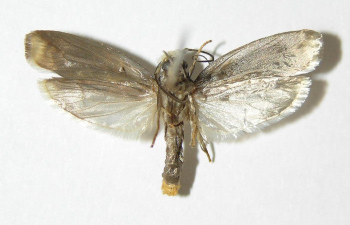 Figura 11. Ventral de <i>Ethmia scythropa</i>  (Depressariidae).  (02-SRNP-16119-DHJ338831).