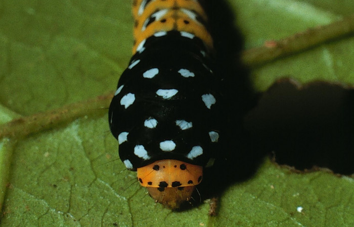 Figura 4. Vista de la cabeza <i>Ethmia scythropa</i> (Depressariidae). (03-SRNP-15005-DHJ76664) 