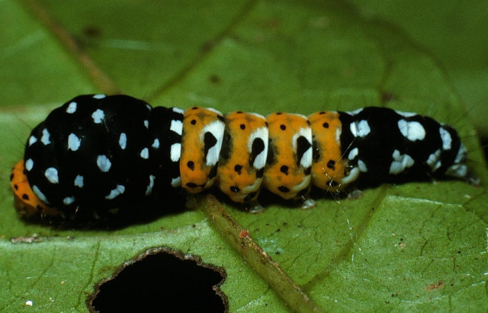 Figura 2. Larva de <i>Ethmia scythropa</i> (Depressariidae) en último estadío.
(03-SRNP-15005-DHJ76666).