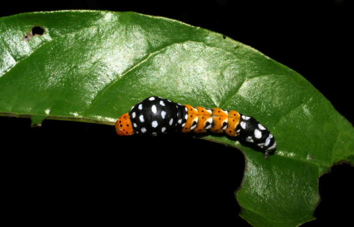 Figura 3. Vista dorsal <i>Ethmia scythropa</i> (Depressariidae). (05-SRNP-22066-DHJ403633). 