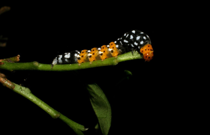 Figura 5. Detalle lateral <i>Ethmia scythropa</i> (Depressariidae). (05-SRNP-22066-DHJ403641) 