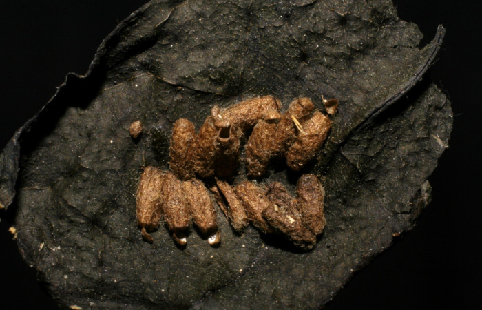 Figura 9. Detalle de exuvias de (Braconidae) Glyptapanteles markshawi en <i>Ethmia scythropa</i>, (Depressariidae). (07-SRNP-24093-DHJ448364). 