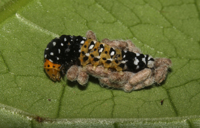 Figura 8. Detalle de capullos parásitos (Braconidae) <i>Glyptapanteles markshawi</i> en <i>Ethmia scythropa</i>, (Depressariidae) Braconidae.  (15-SRNP-32330-DHJ729084).