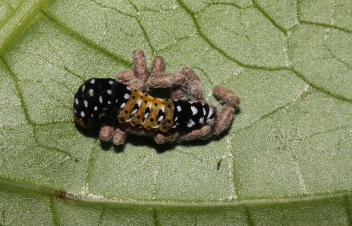 Figura 7. Detalle de capullos parásitos (Braconidae) <i>Glyptapanteles markshawi</i> en ]i]Ethmia scythropa</i>, (Depressariidae). (15-SRNP-32330-DHJ729086).