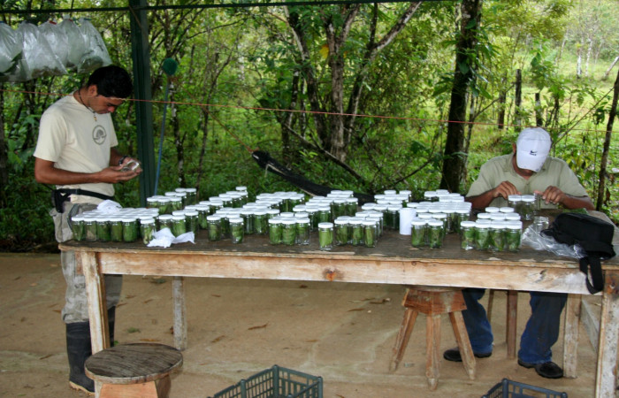 Fig 1. Muestra de crianza de larvas de mariposa en Estación Biológica Caribe, su crianza es en vasos  porque el tamaño es pequeño. <i>Ethmia scythropa</i> (Depressariidae).