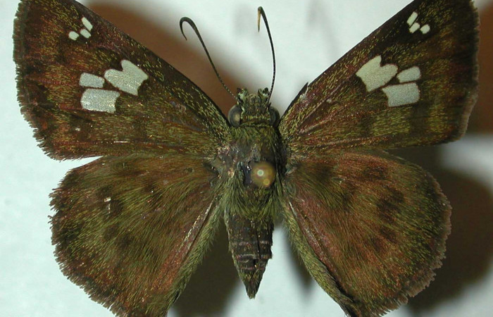 Fig.10 Adulto <i>Telemiades antiope</i> mostrando la parte dorsal, hembra. Voucher: 99-SRNP-2548-DHJ32092.jpg