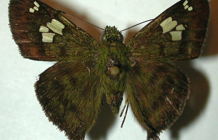 Fig.12 Adulto <i>Telemiades antiope</i> mostrando la parte dorsal,  macho. Voucher: 99-SRNP-12102-DHJ32090.jpg