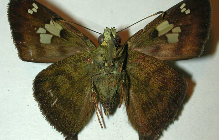 Fig.13 Adulto <i>Telemiades antiope</i> mostrando la parte ventral,  macho. Voucher: 99-SRNP-12102-DHJ32091.jpg